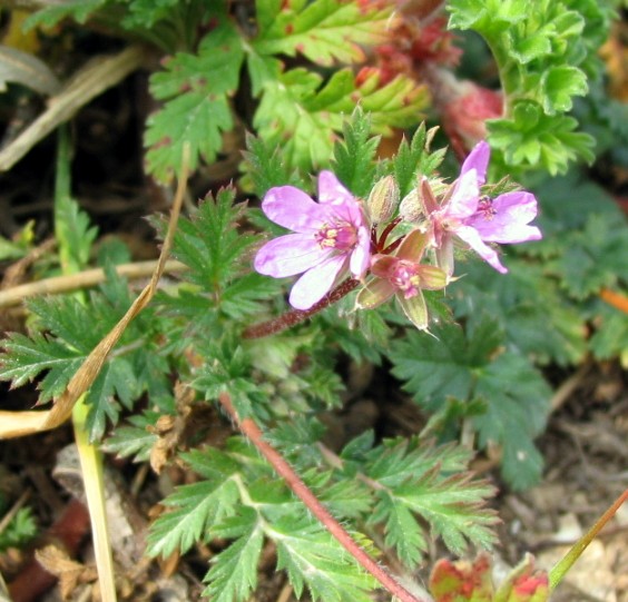 Erodium cicutarium / Becco di Gr comune